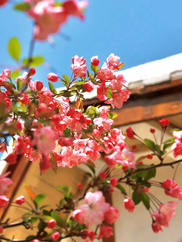 春日花开满庭院图片