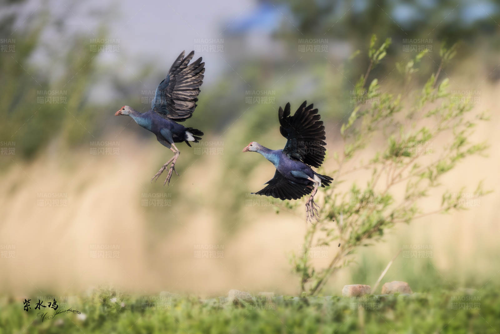紫水鸡展翅高飞图片