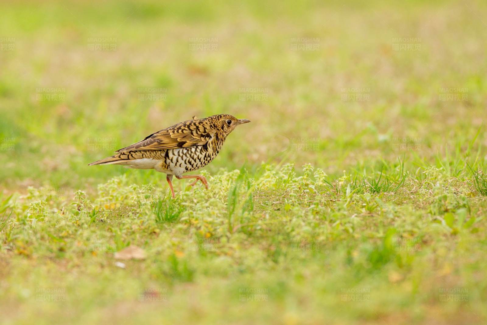 草地上的小鸟图片