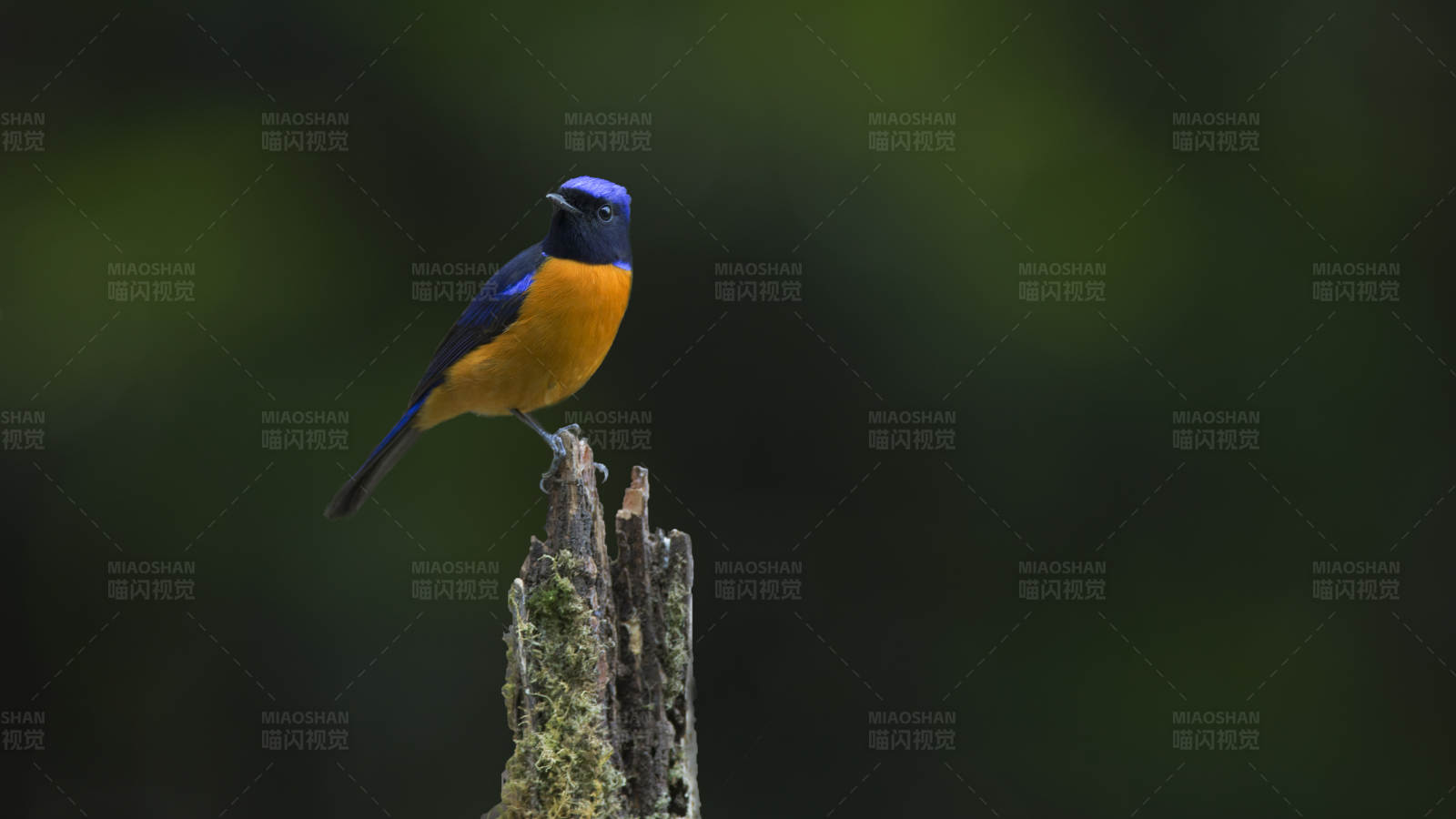 棕腹仙鹟栖枝头图片