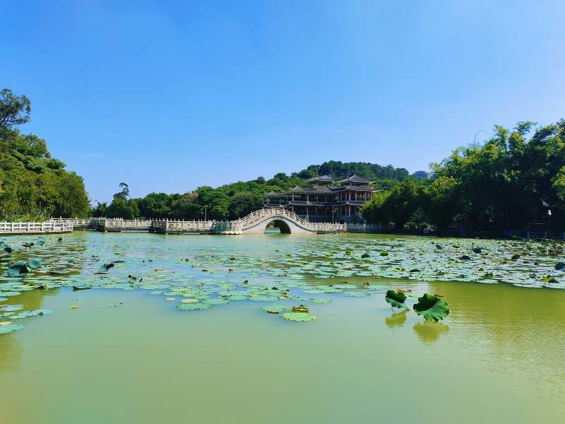 湖光山色 桥映荷叶图片