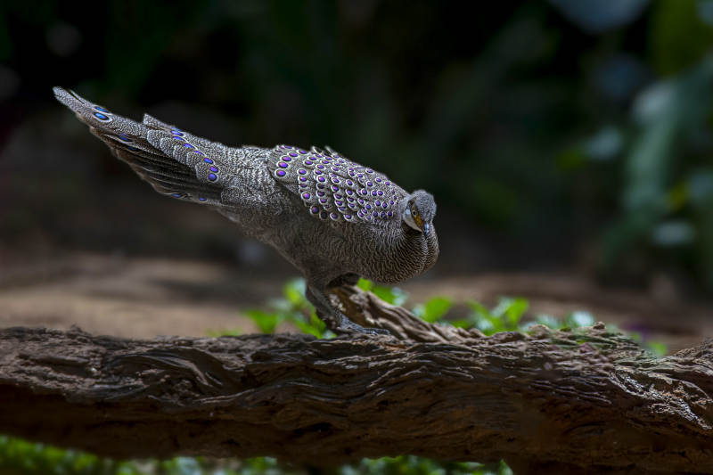 灰孔雀雉栖息记图片