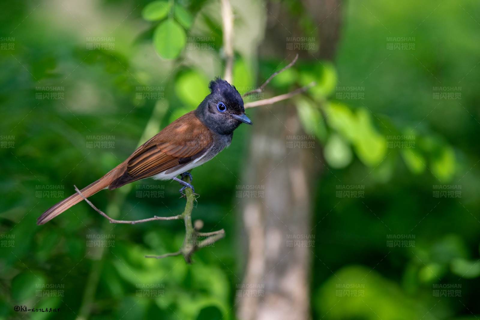 林间小鸟紫寿带图片