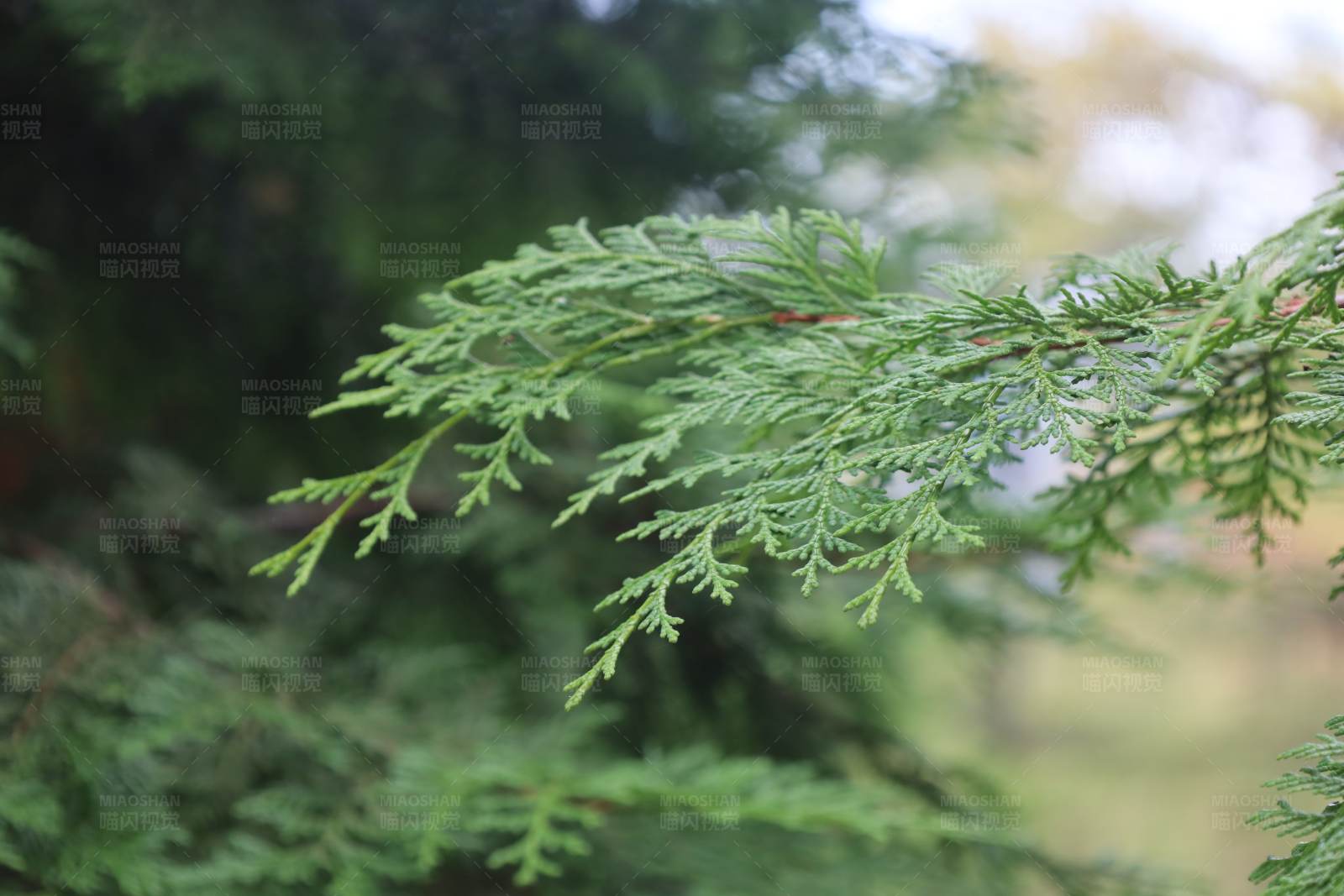 柏树枝头露珠晶莹图片