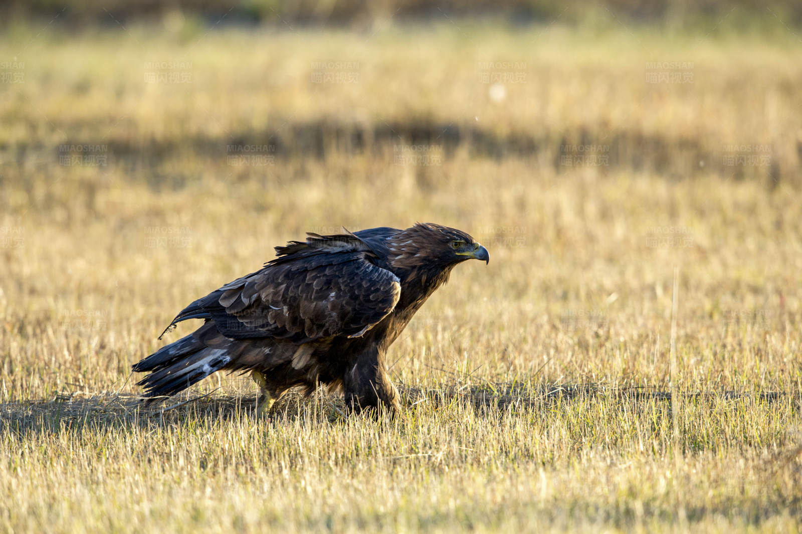 草原上的雄鹰图片
