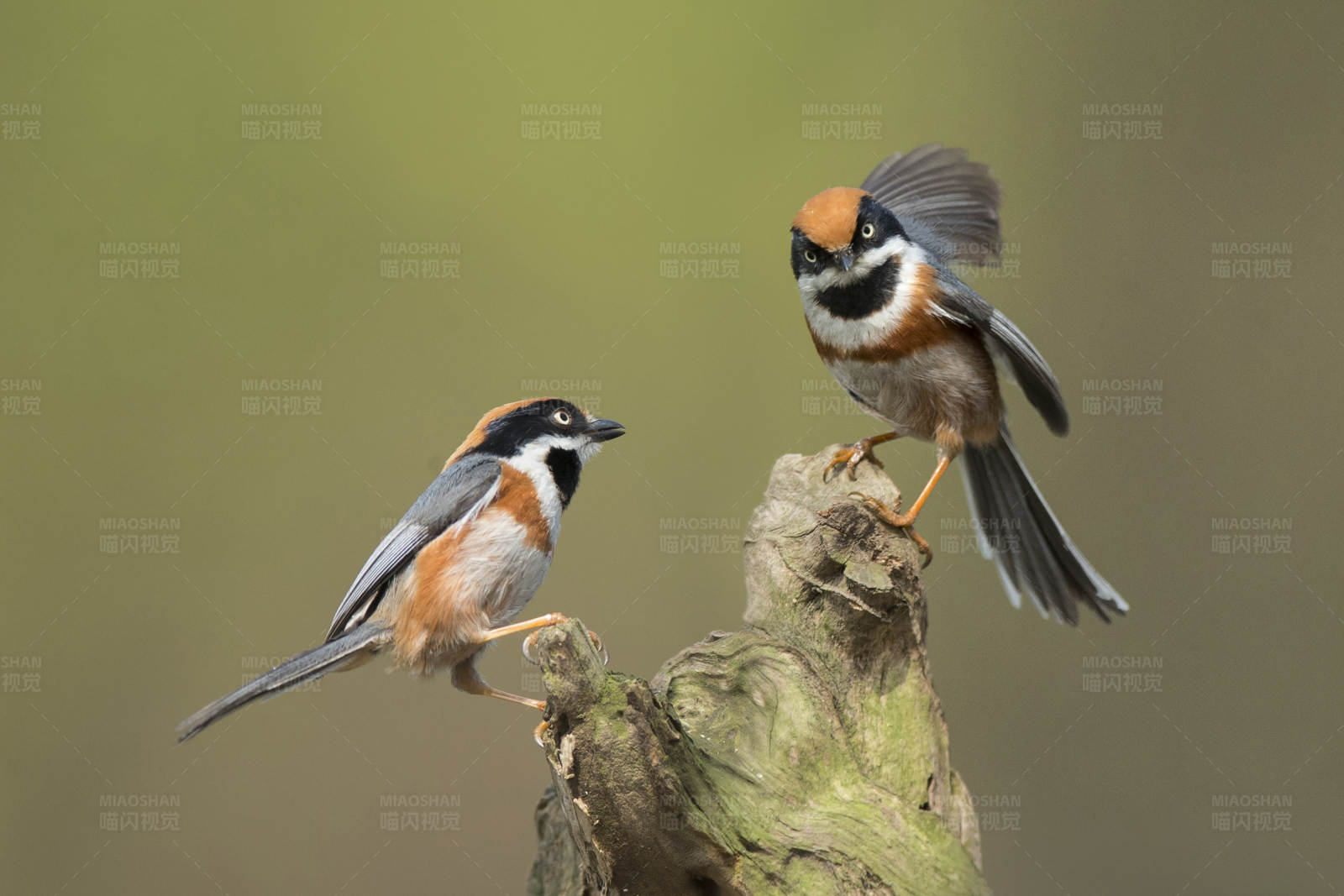 山雀的对话图片