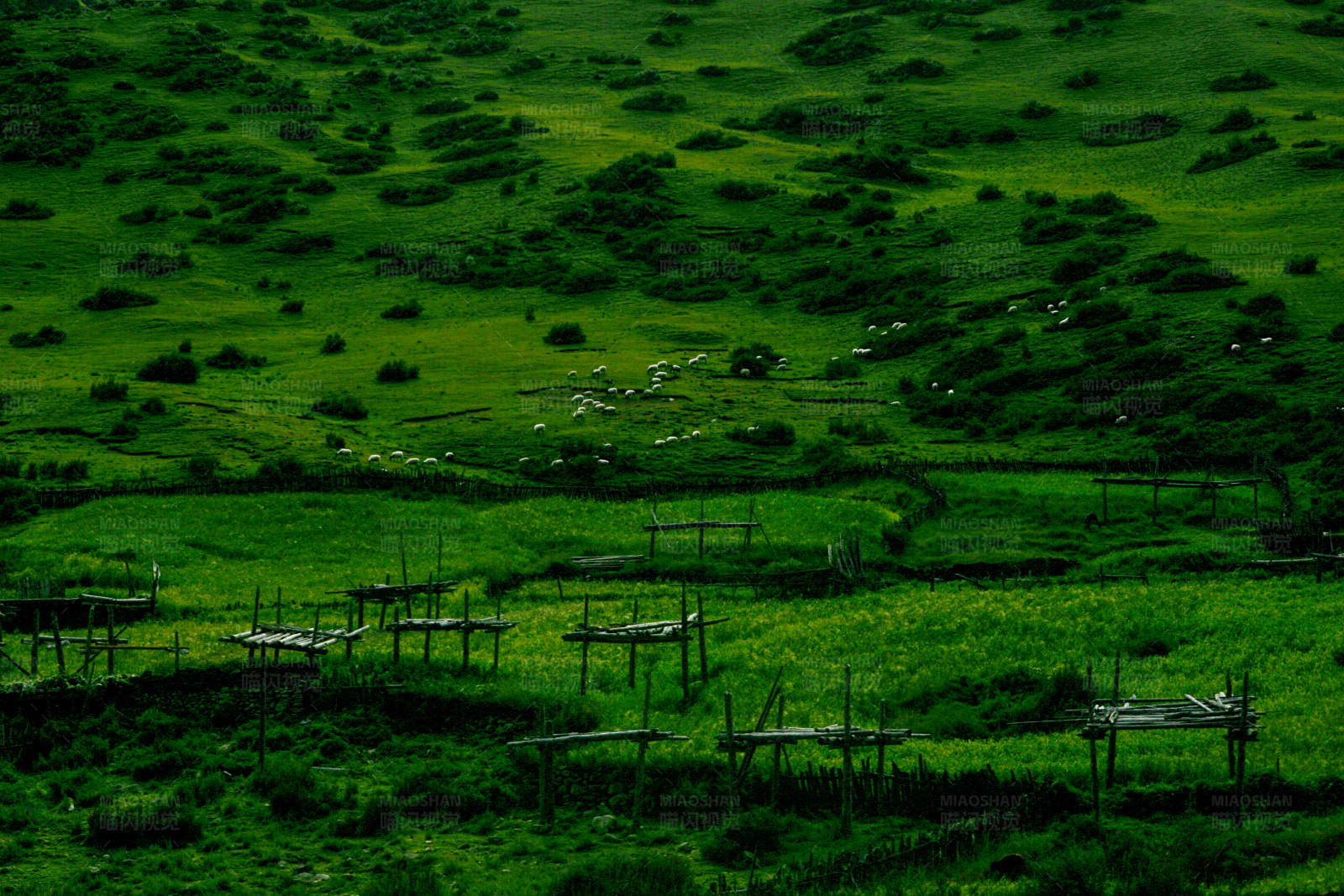 绿野牧歌 (西藏左贡县)图片