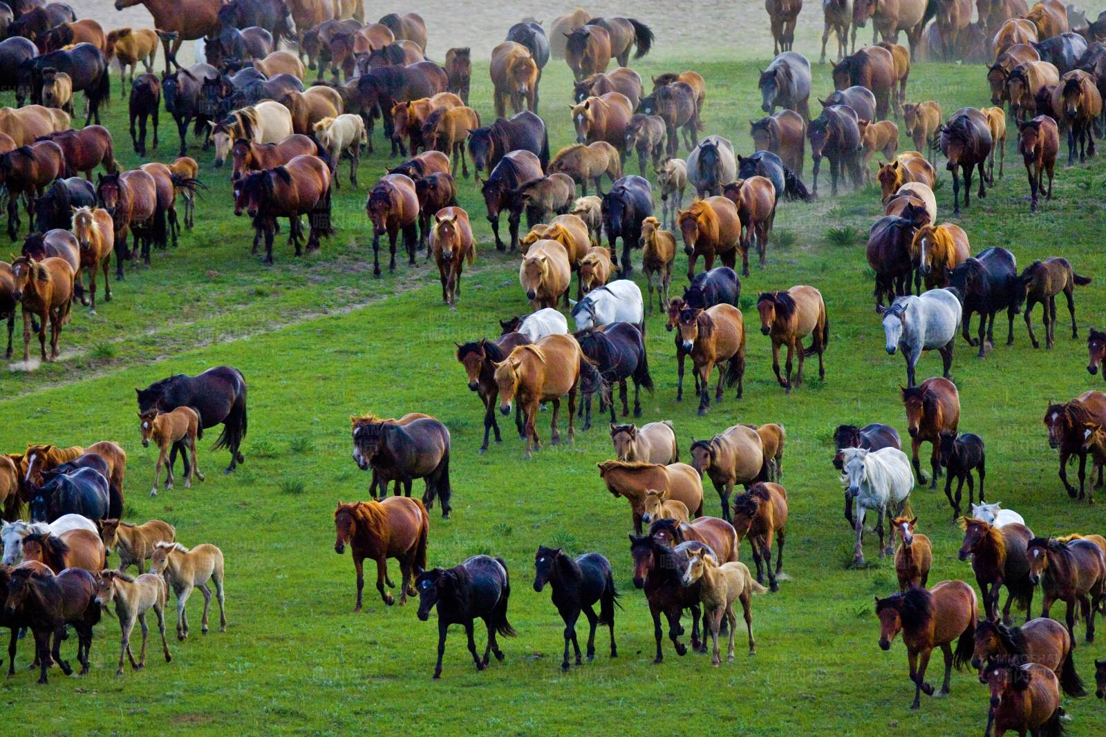 草原上的马群图片