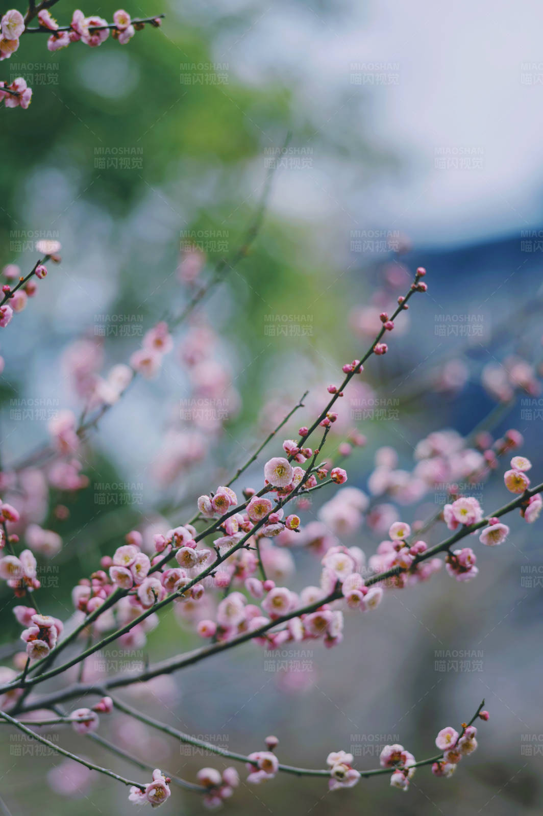 梅花绽放 春意盎然图片