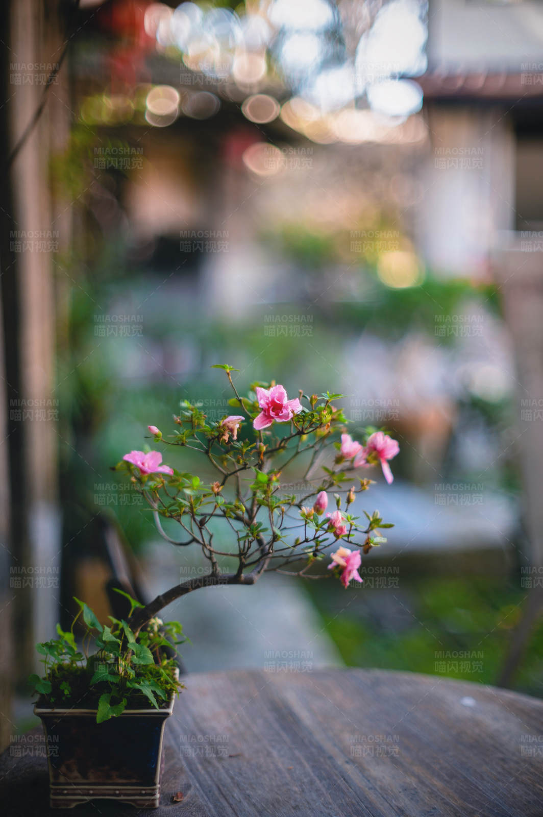 粉色杜鹃花图片