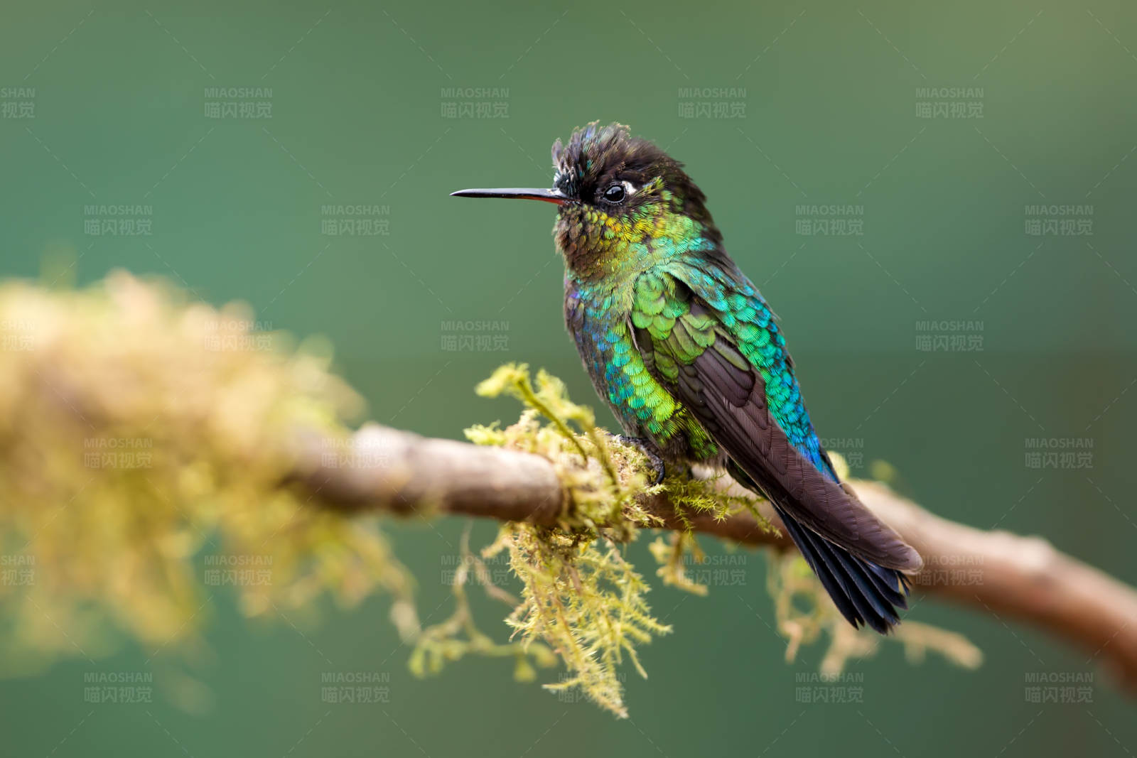 彩虹蜂鸟栖息枝头图片