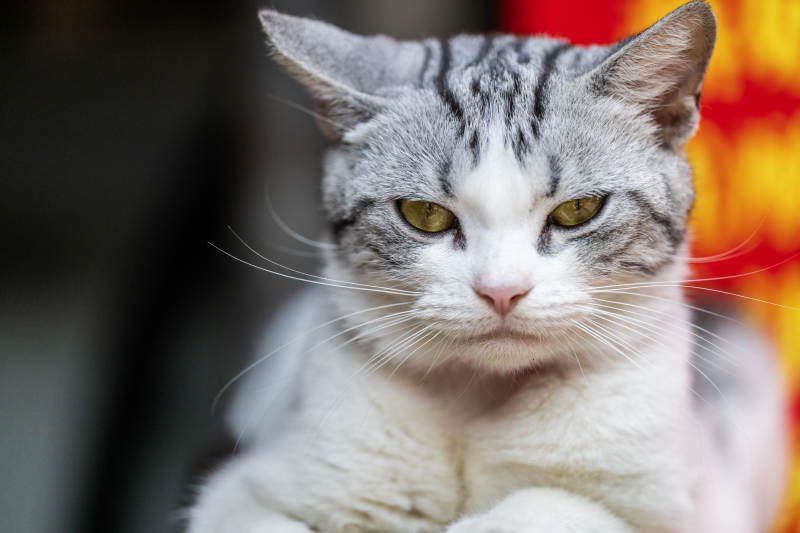 灰白相间的猫咪图片