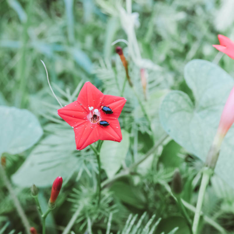 红花上的两只小甲虫图片
