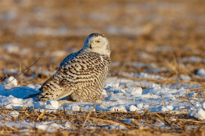 雪地上的猫头鹰图片