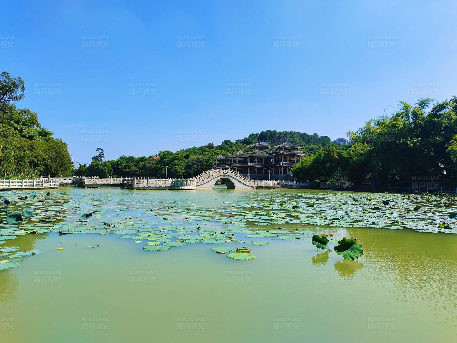 湖光山色 桥映荷叶图片