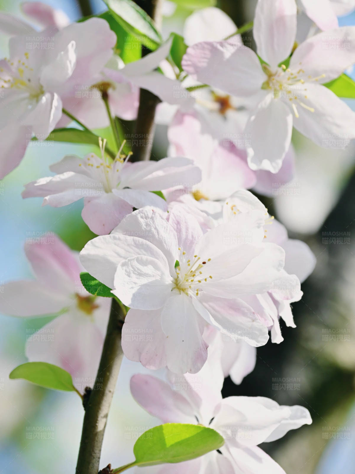 春日海棠花开图片
