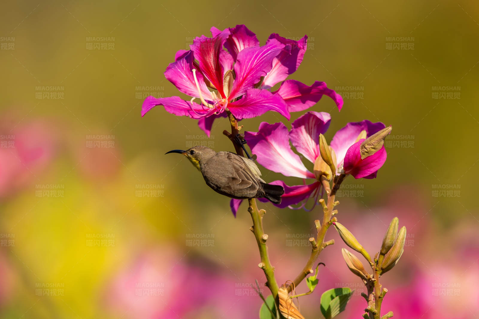 紫荆花与花蜜鸟图片