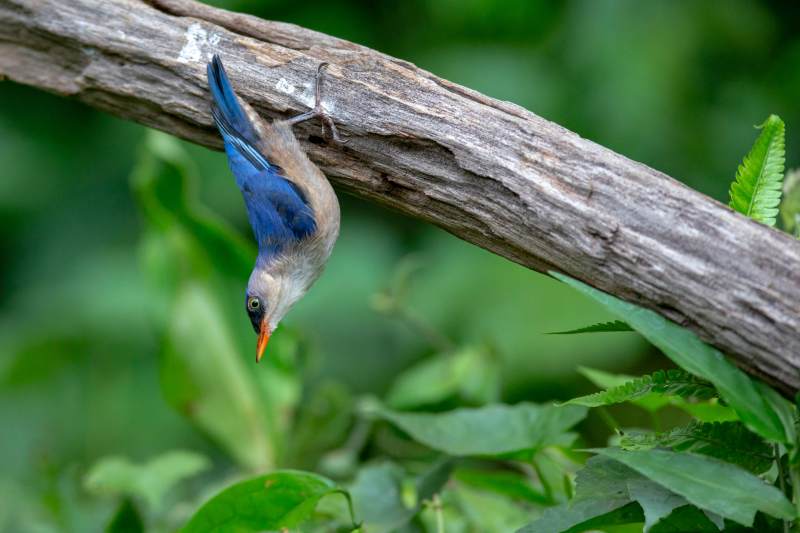 倒挂的绒额䴓图片