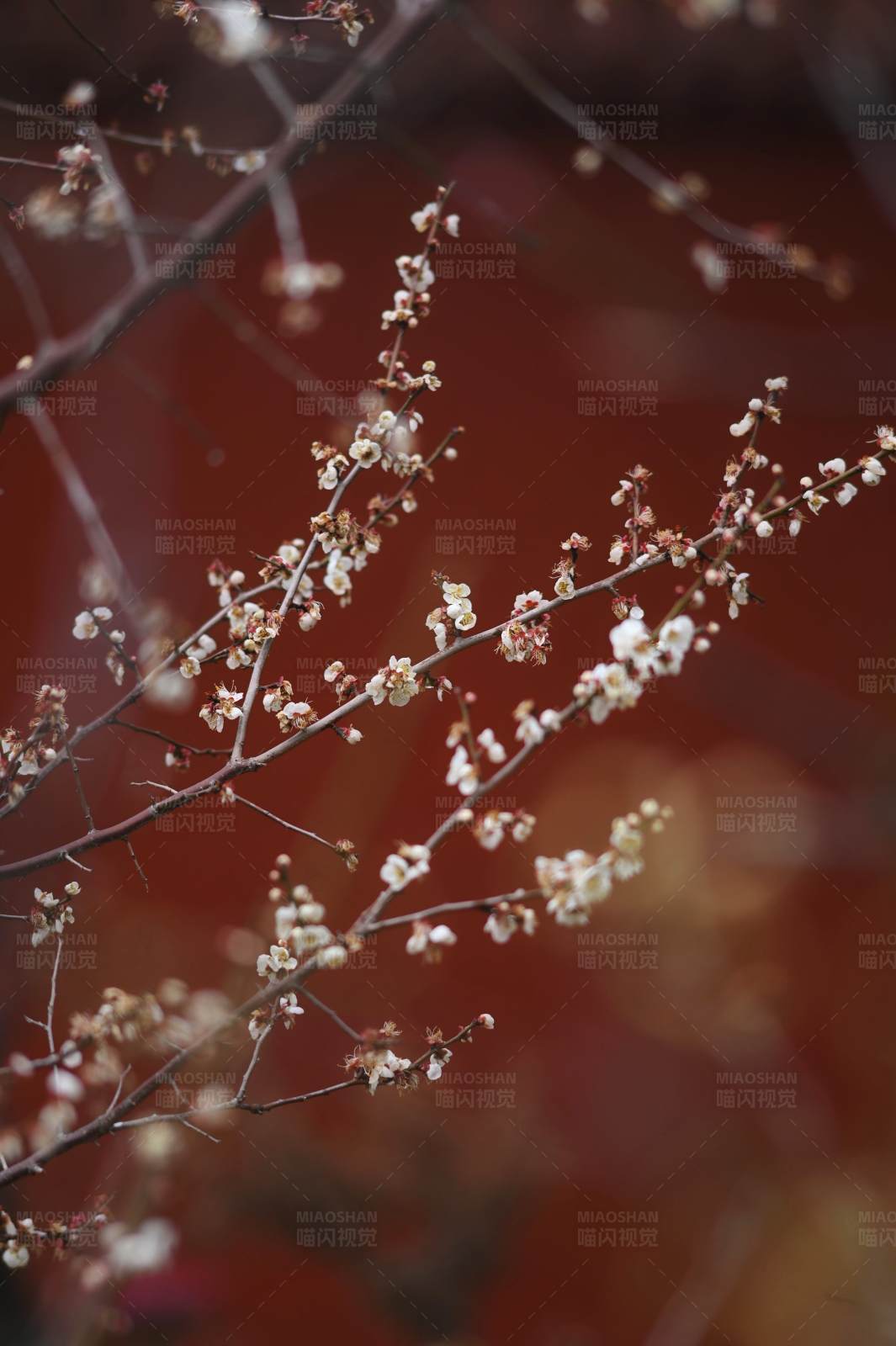 冬日梅花映红墙图片