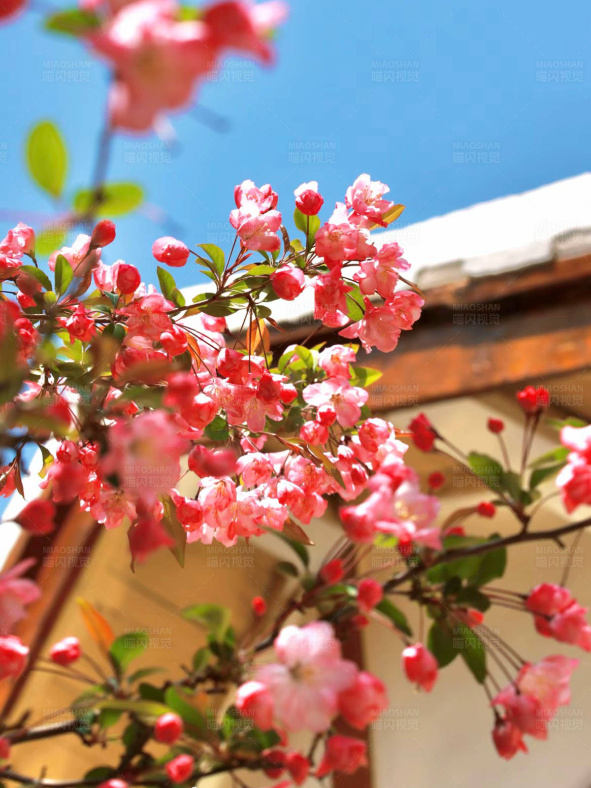 春日花开满庭院图片