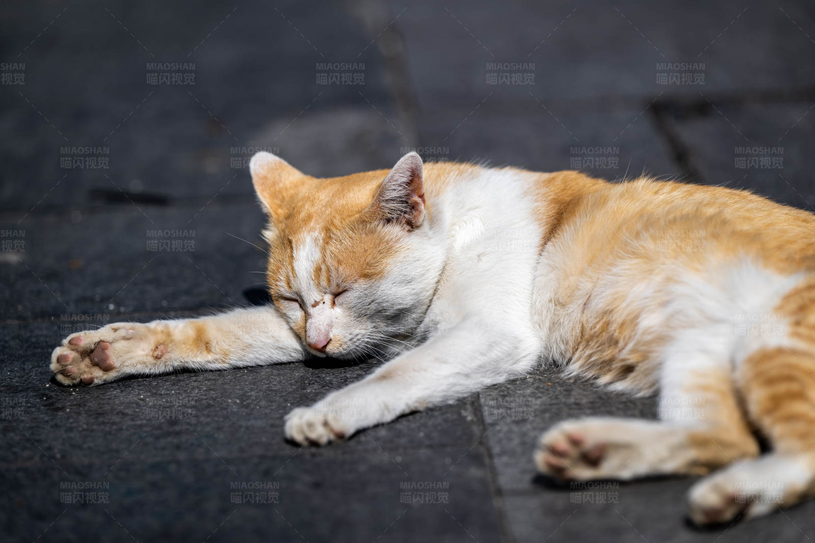 街头熟睡的橘白猫图片