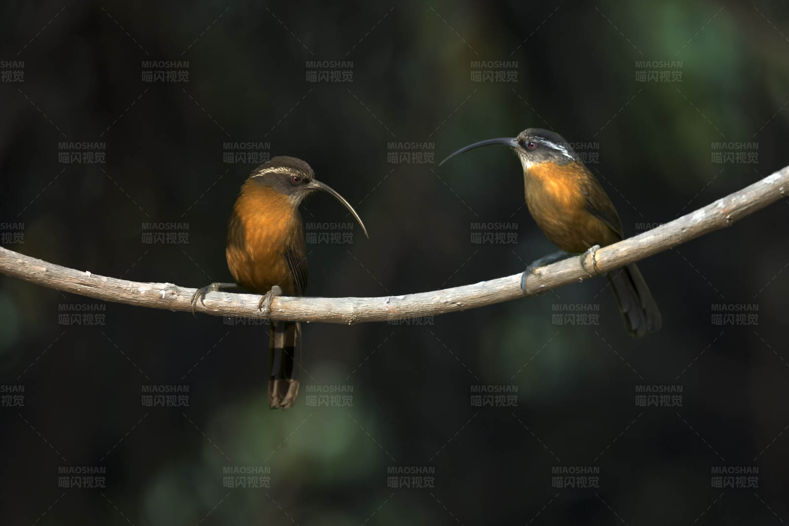 剑嘴鹛对望图片