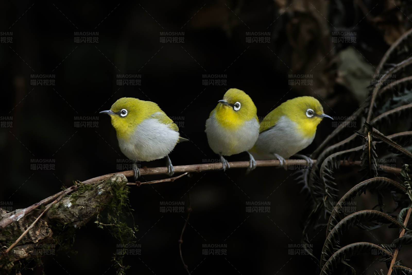 绣眼鸟栖息在树枝上图片
