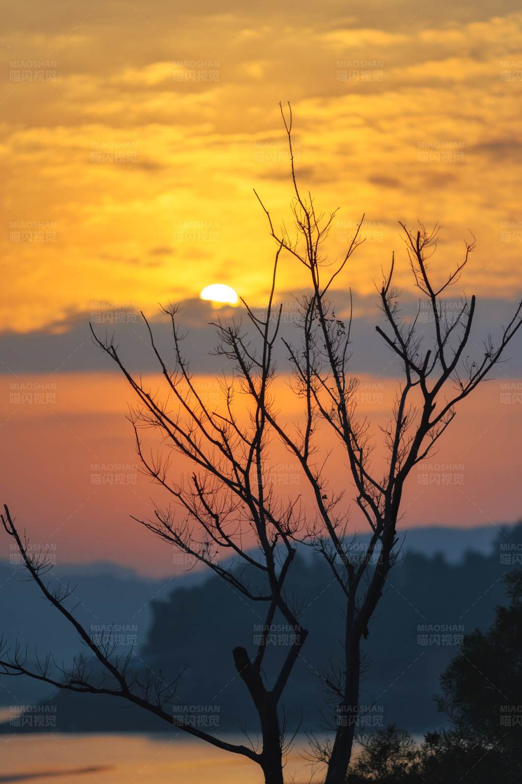 夕阳下的枯树剪影图片