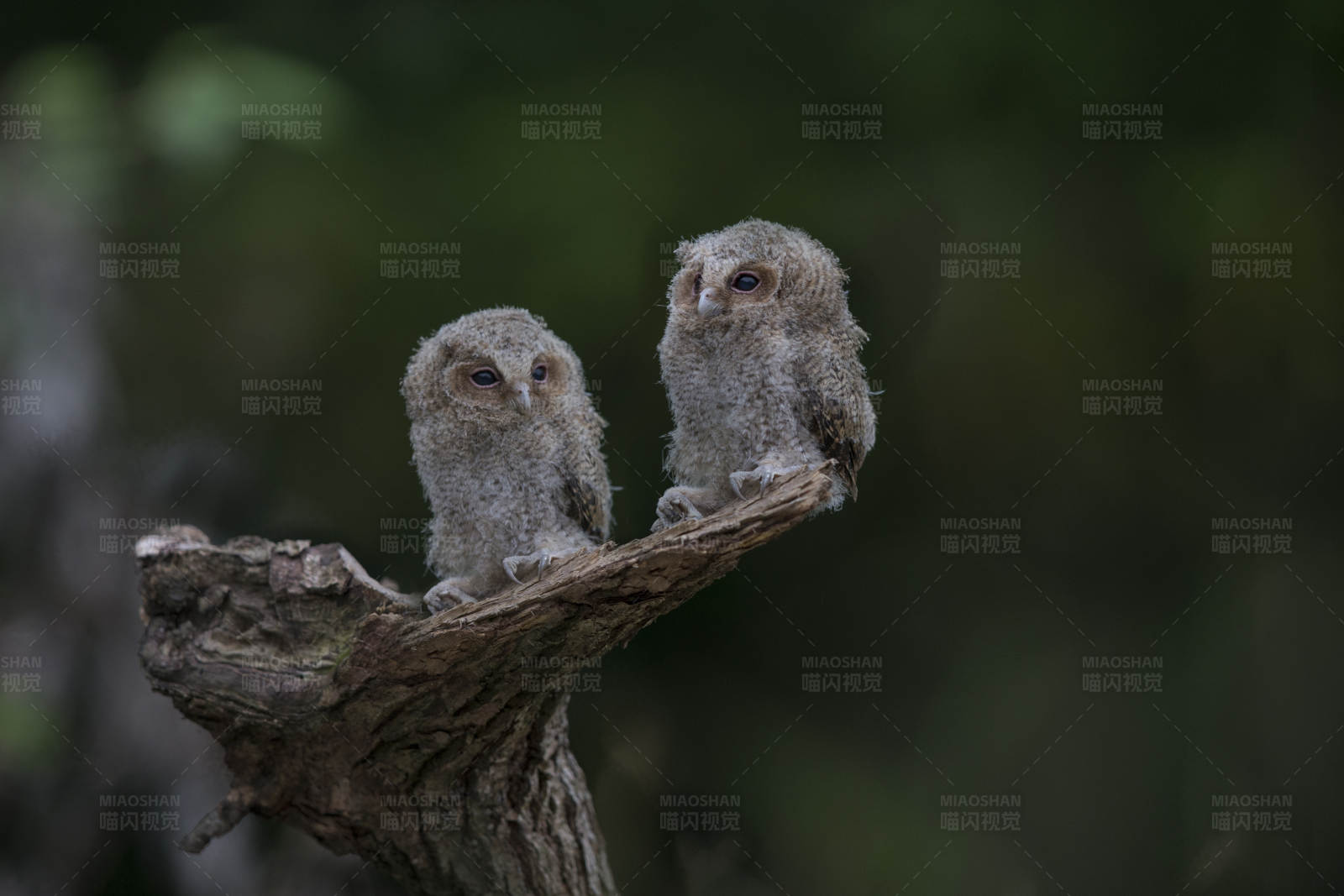两只小猫头鹰的树枝上图片