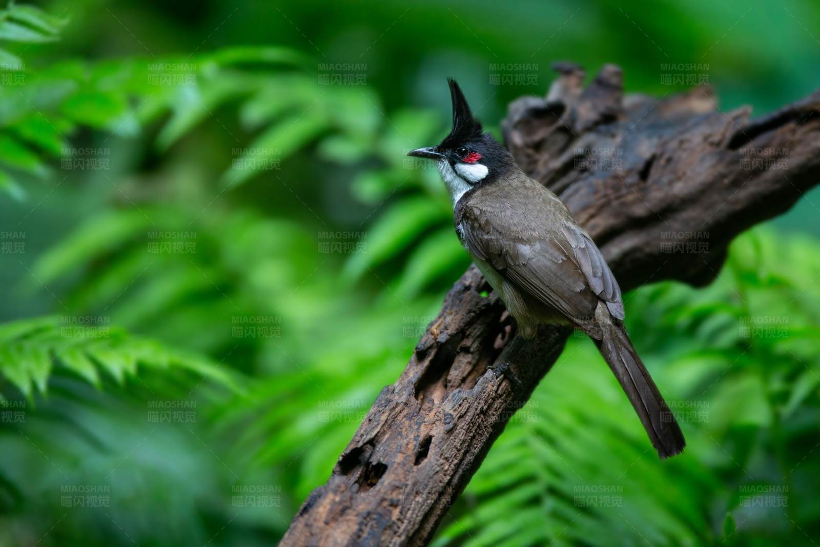 红耳鹎栖息在树枝上图片