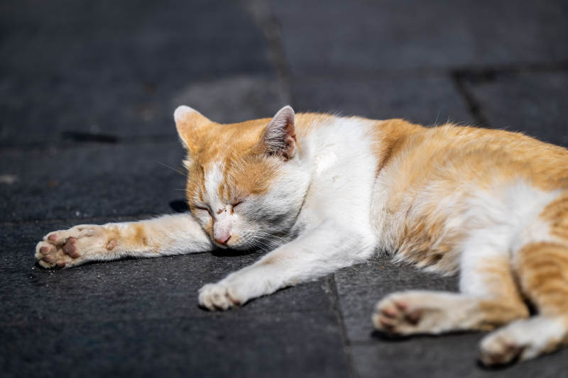 街头熟睡的橘白猫图片