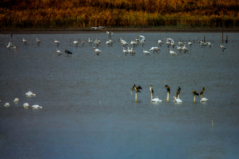 湿地上的鸟类聚会图片