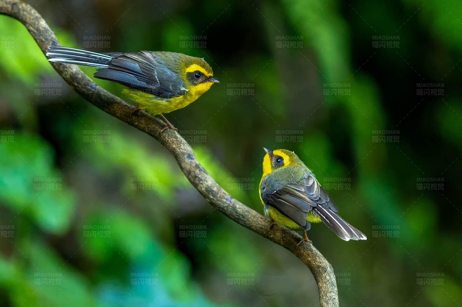两只小鸟黄腹扇尾鹟栖息在树枝上图片