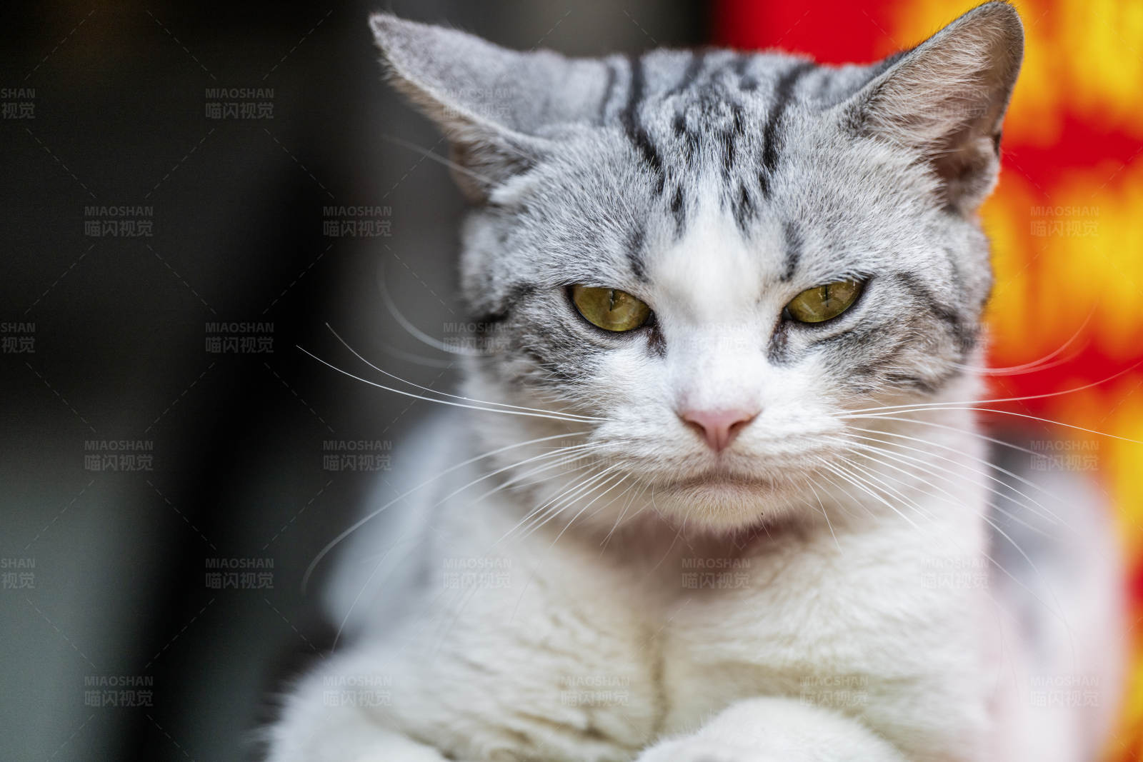 灰白相间的猫咪图片