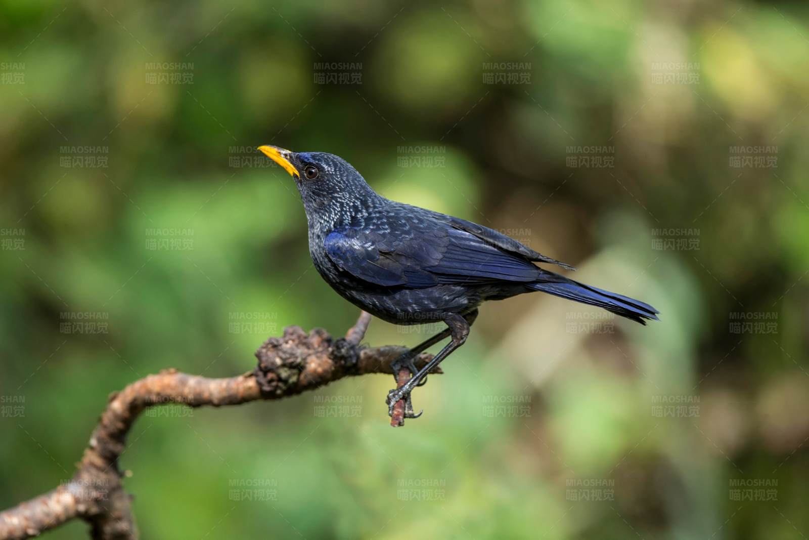 紫啸鸫栖枝头图片