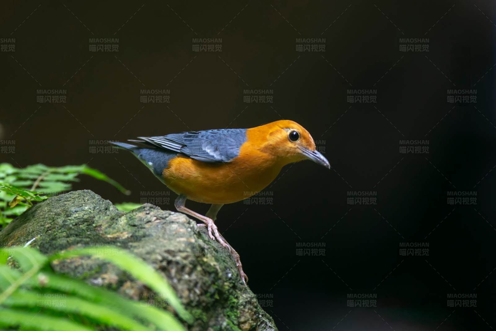 橙头地鸫栖息记图片