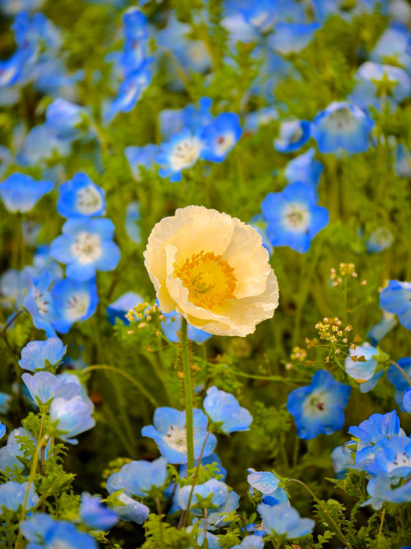 黄色花朵与蓝色花海图片