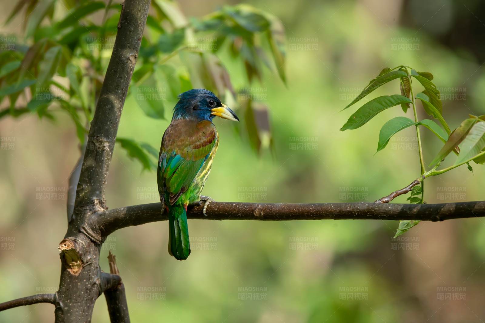 栖息在树枝上的大拟啄木鸟图片