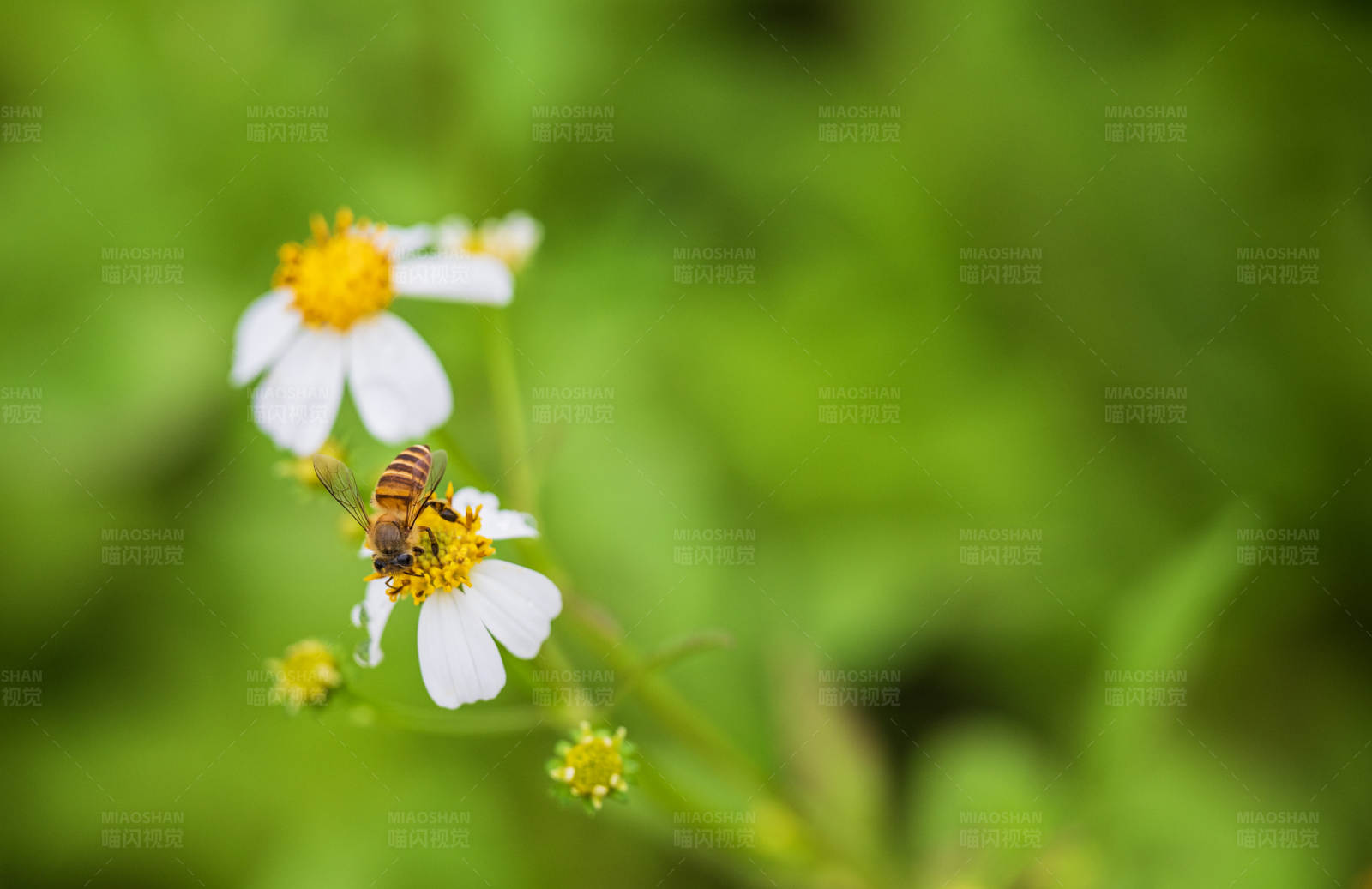 蜜蜂采蜜花间忙图片