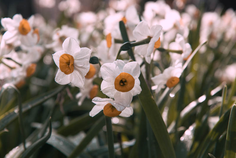 白色水仙花的春天图片