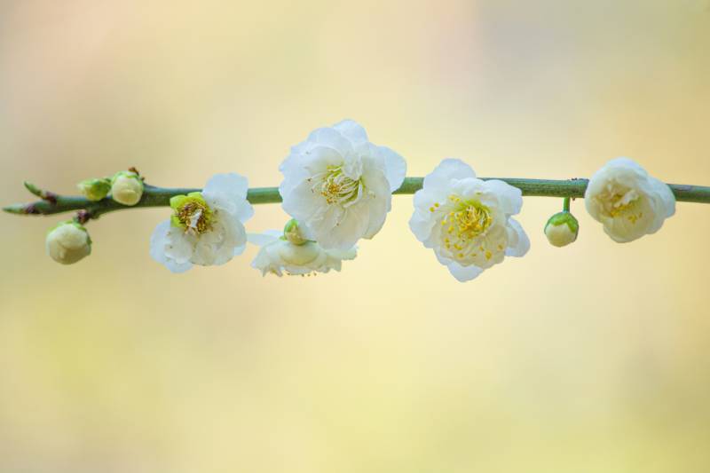 春日白梅绽放图片