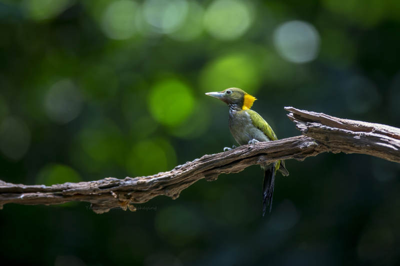 黄冠啄木鸟栖枝头图片