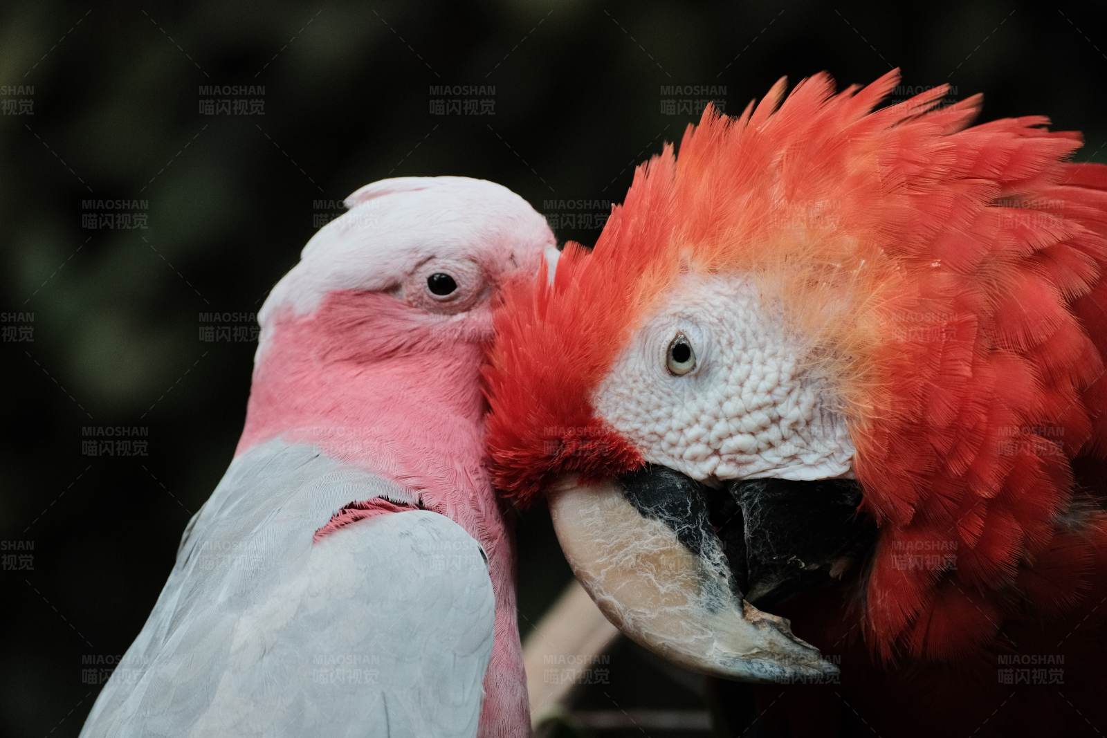 两只鹦鹉的亲密时刻图片