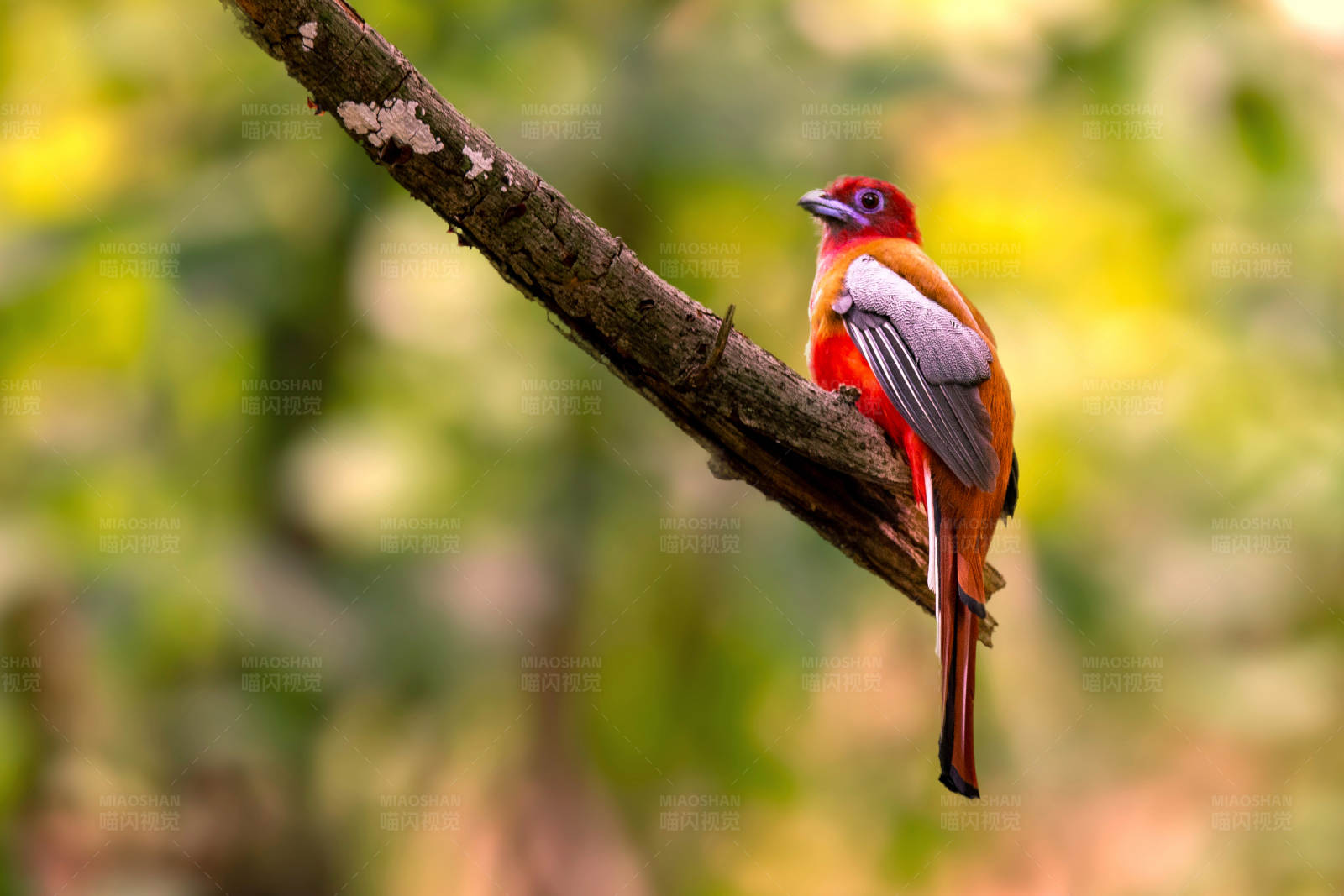 红头咬鹃鸟儿栖息图片