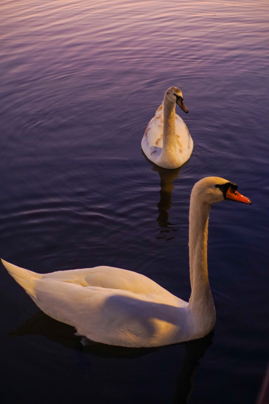 湖上天鹅双影图片