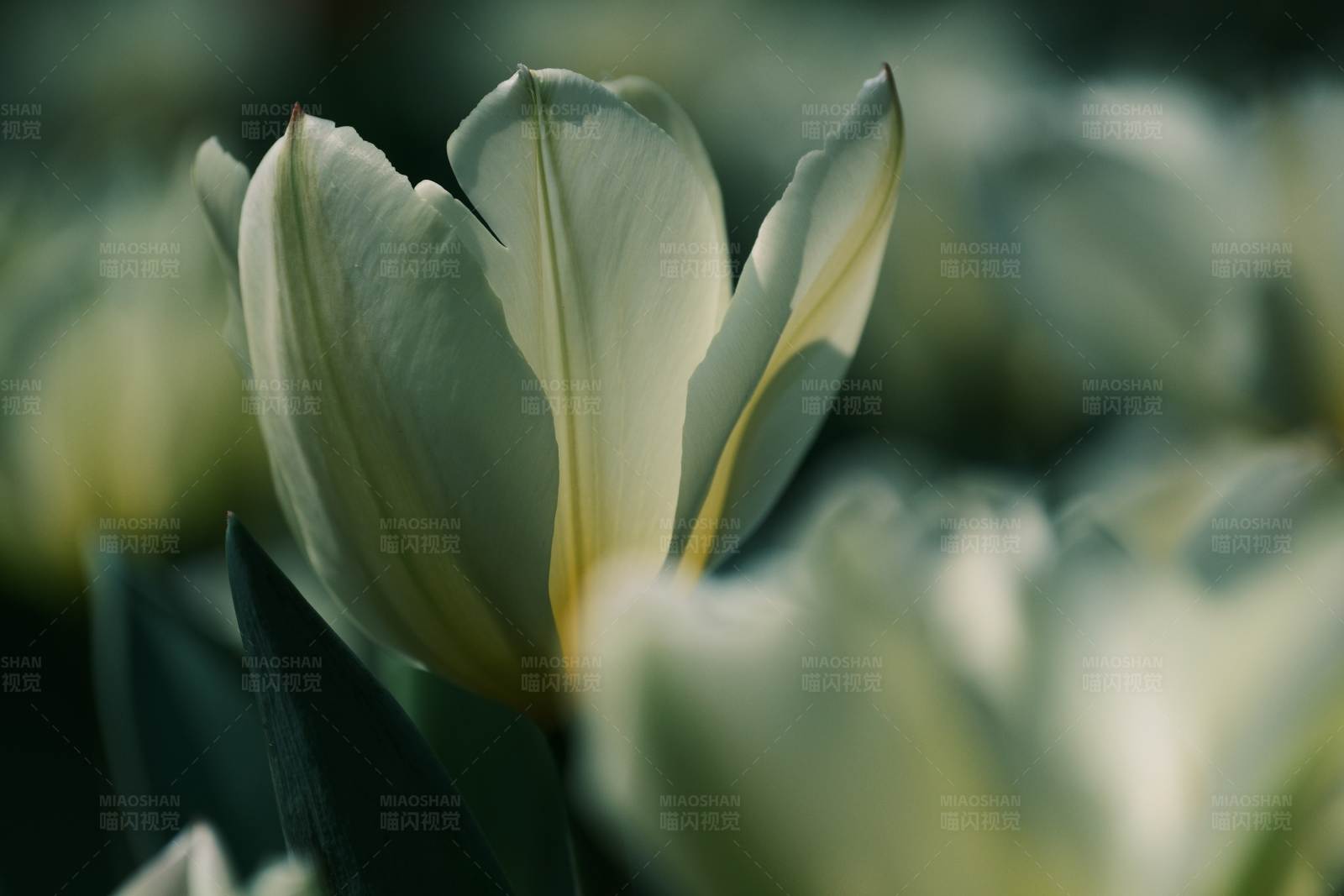 白色郁金香的特写图片