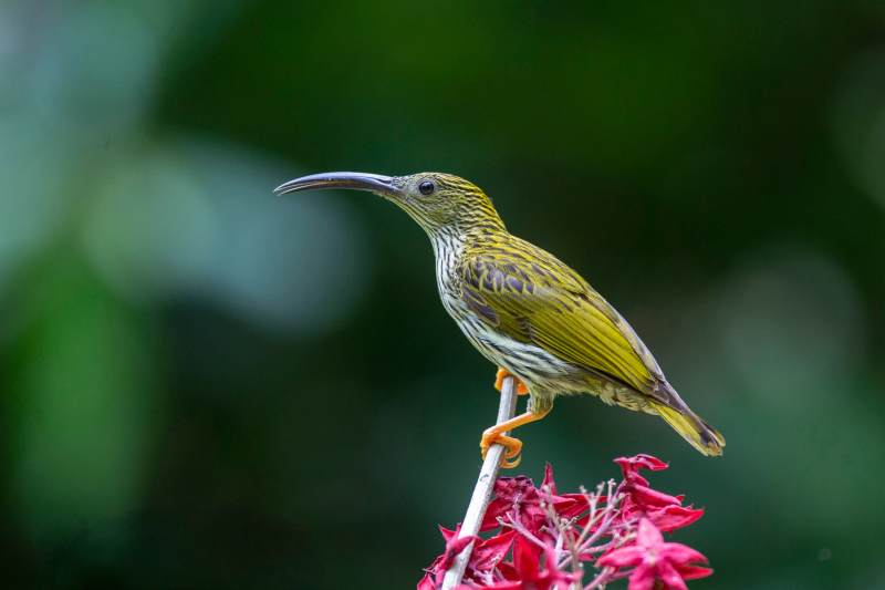 纹背捕蛛鸟栖息花间图片