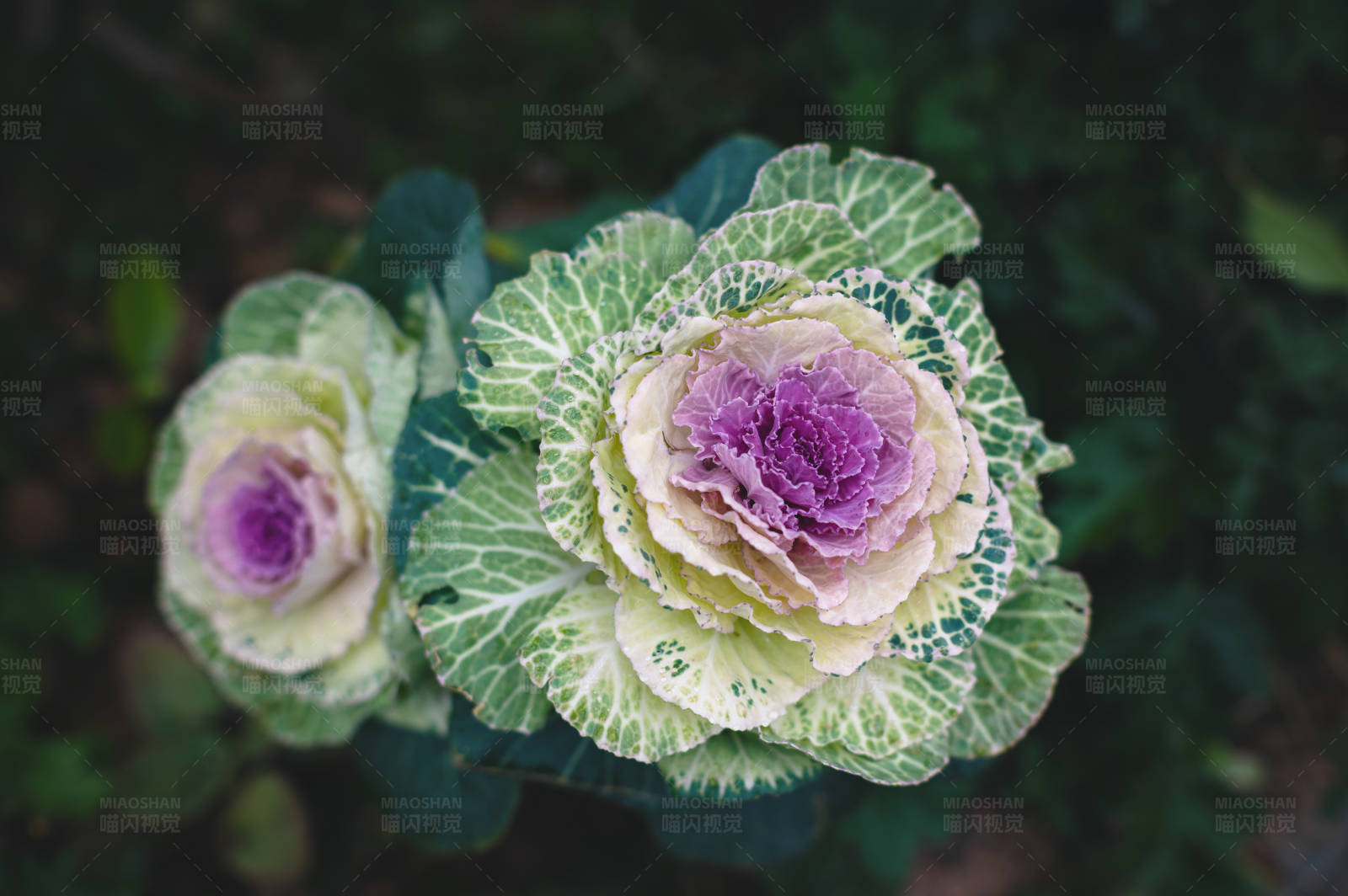 紫色花心的羽衣甘蓝图片