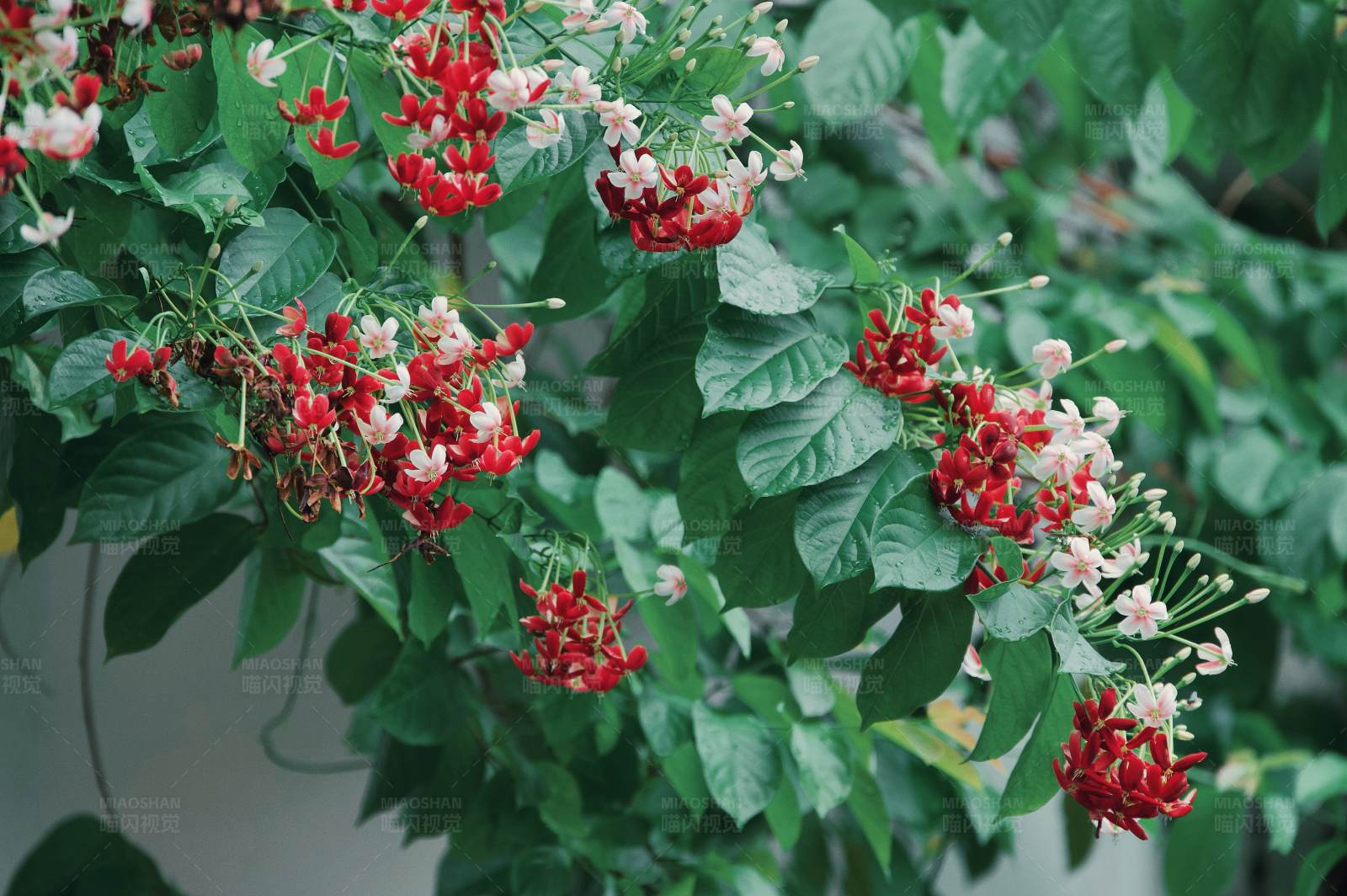 红白相间花墙图片