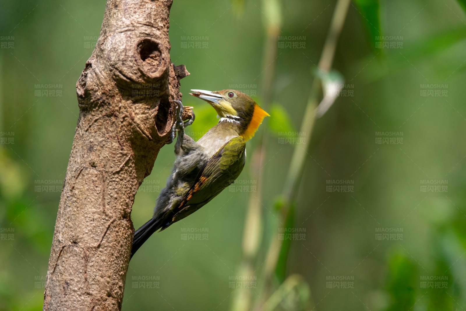 啄木鸟觅食图片